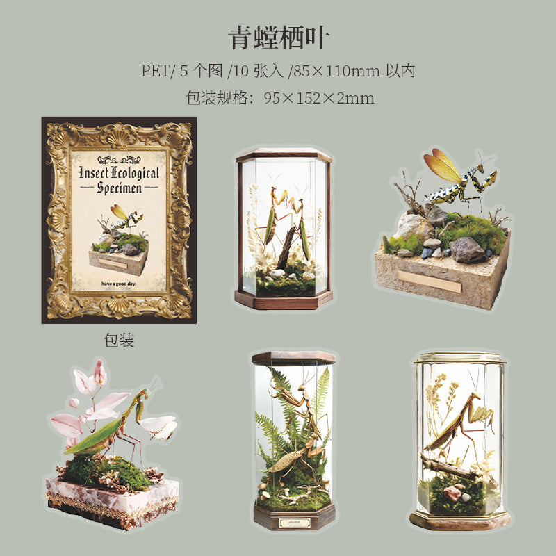 Journal PET sticker packs (Insect ecological specimens）10pcs/pack